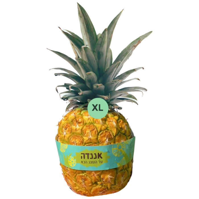 אננס אננדה XL