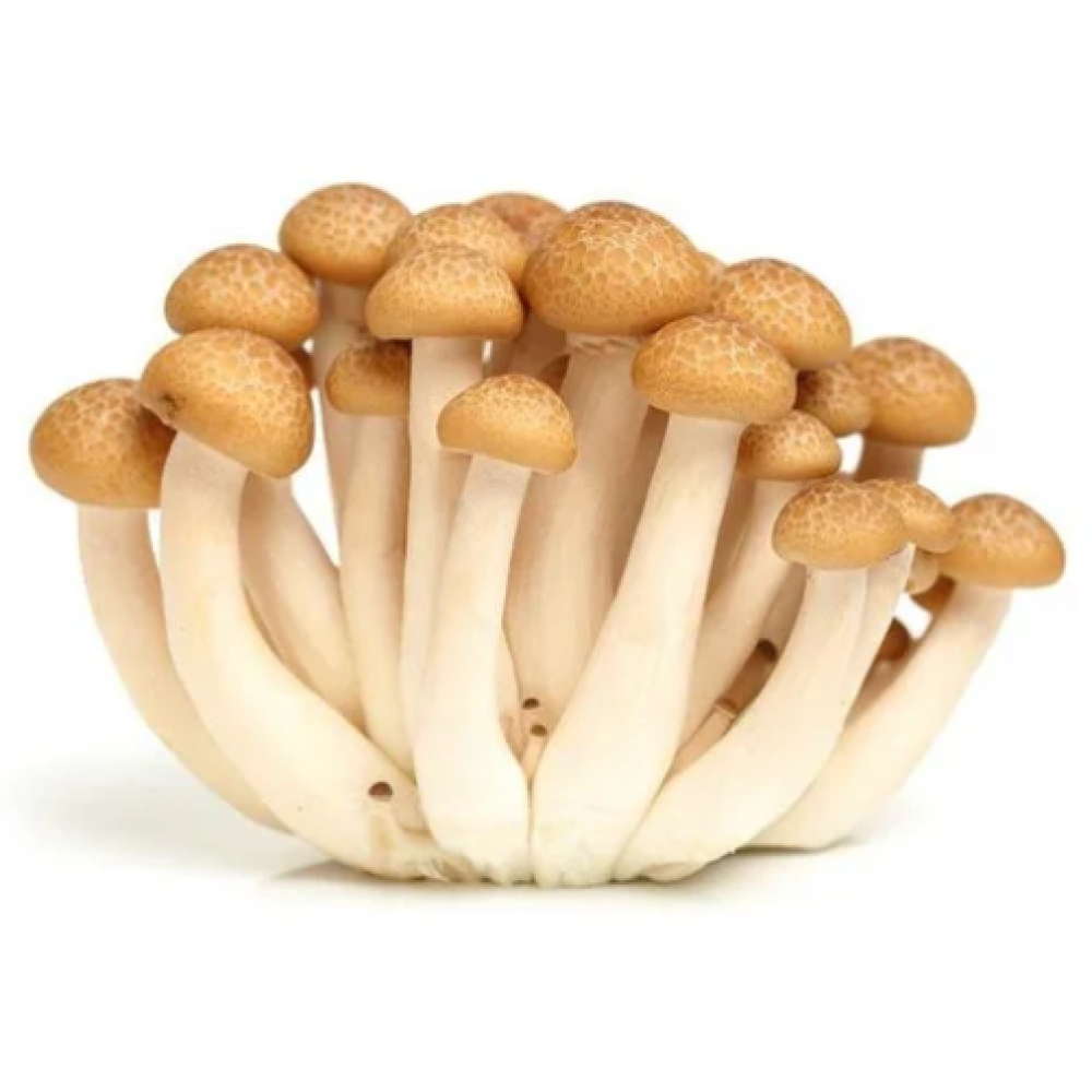 פטריות שימגי  חום