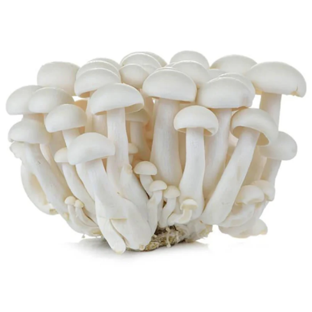 פטריות שימגי לבן