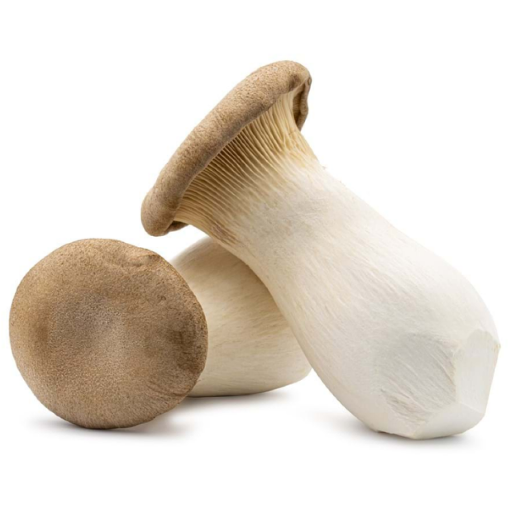 פטריות מלך היער